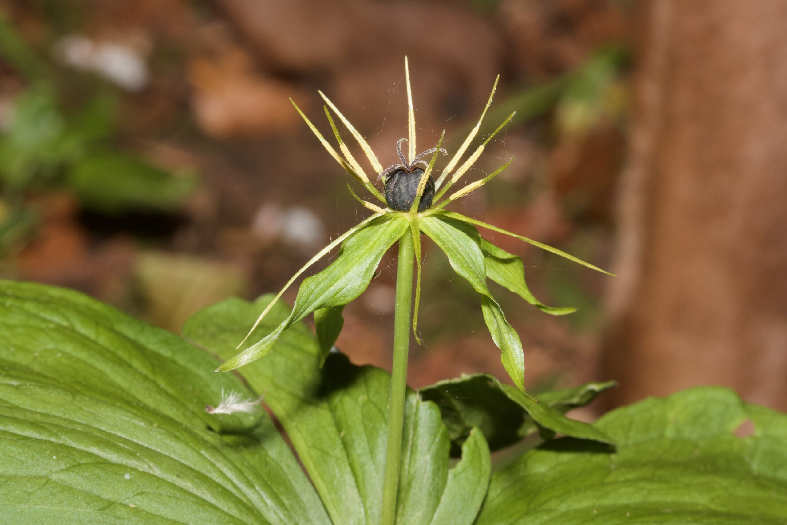 Herb Paris, Paris quadrifolia