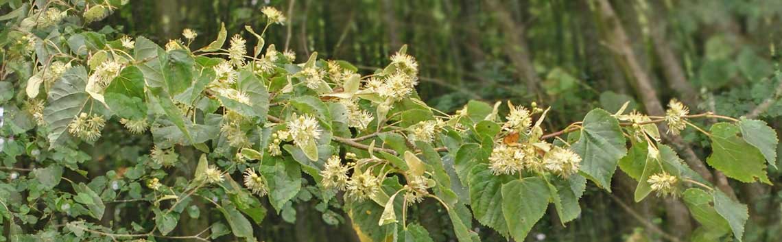 Lime Blossom, Shrawley Woods