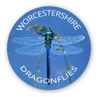 Worcestershire Dragonflies