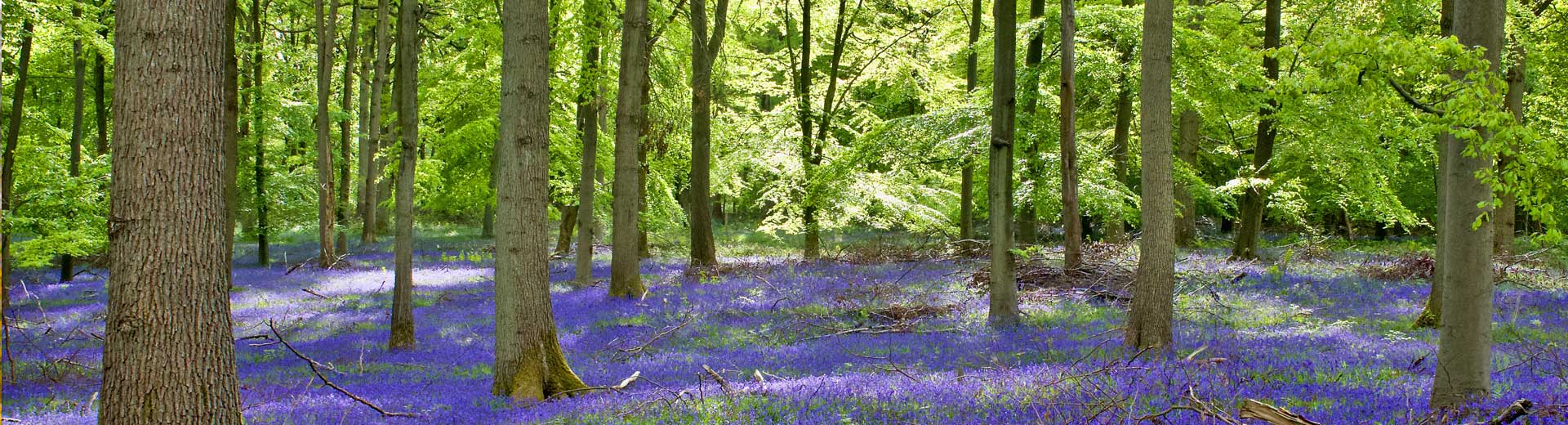 Bluebells