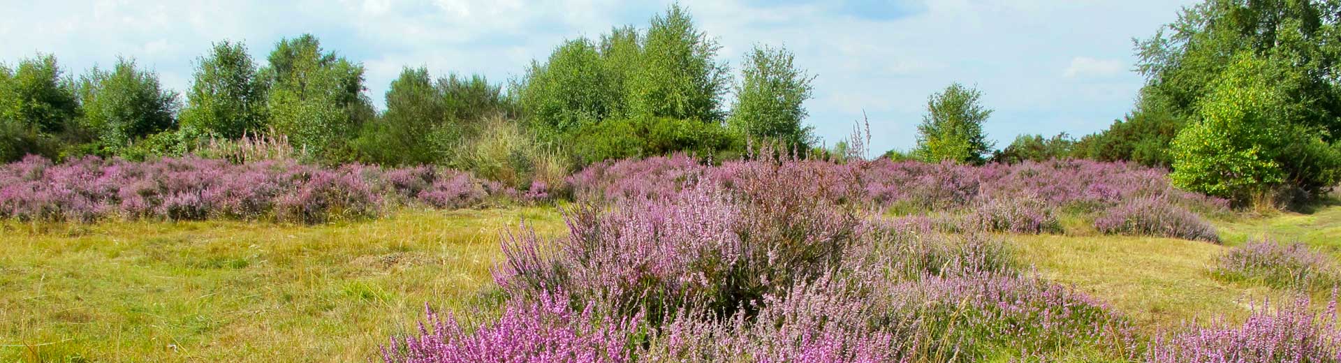 Worcestershire heathland
