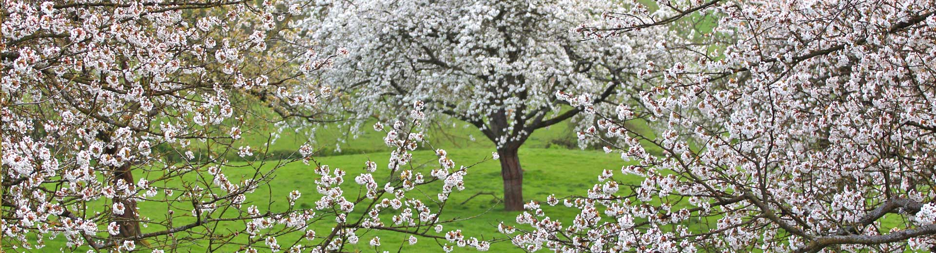 Worcestershire orchard