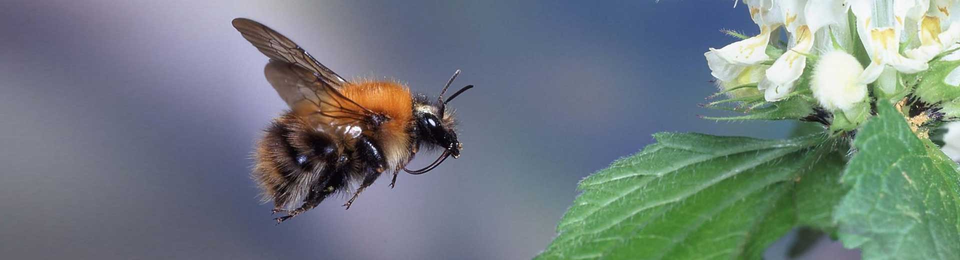 worcestershire bees
