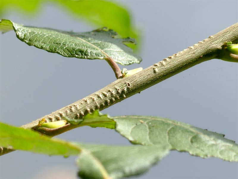 Willow Emerald scars