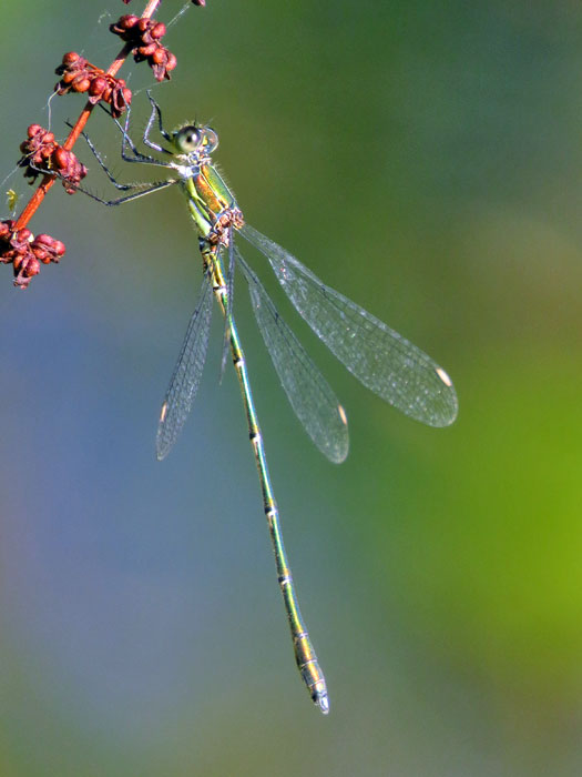 Willow Emerald male